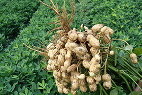 金寨农家自制酸泡小黄姜，美味佐餐小菜！