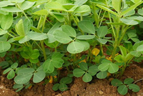 冬日收获：金寨大别山小黄姜的储存与分拣