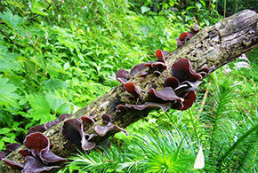 铁路部门正式开通金寨至上海虹桥G7162次高速动车组列车